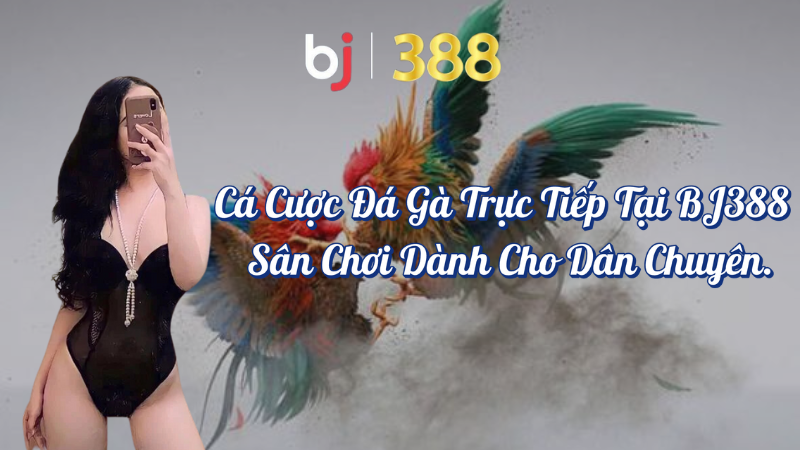 Cá cược đá gà trực tiếp tại BJ388