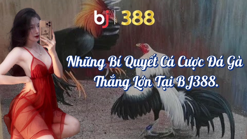 Những bí quyết cá cược đá gà thắng lớn tại BJ388